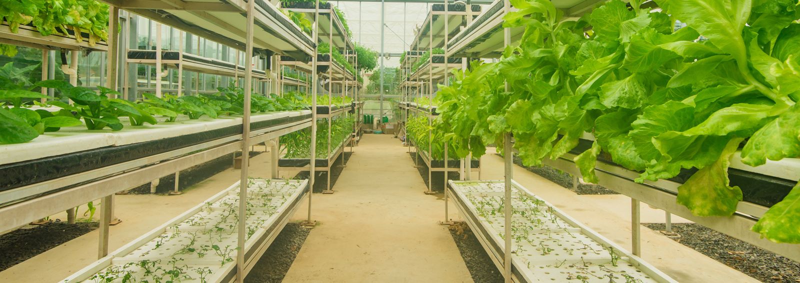 Green House Projects